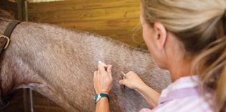Veterinarian giving horse a vaccine.