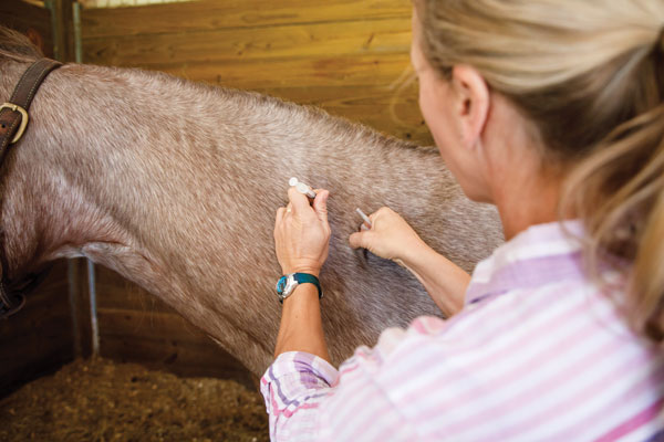 Veterinarian giving horse a vaccine.
