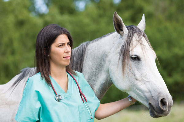 Veterinarian with horse. 