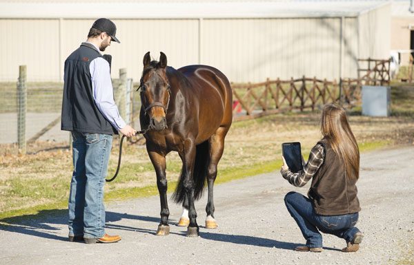 Woman taking smartphone pictures of horse for veterinarian.