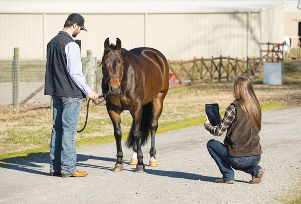 Woman taking smartphone pictures of horse for veterinarian.