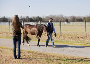 Woman taking smartphone video of horse while horse is being walked.