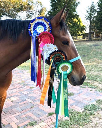 Horse with Horse Show Ribbons