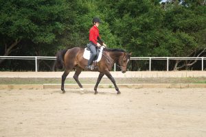 Walking horse over pole exercise.