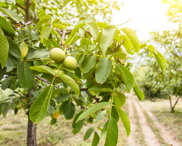 A walnut tree, which is toxic to horses