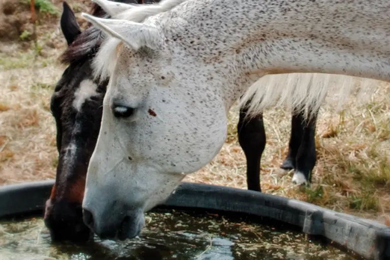 Win the Battle Against Water Trough Algae