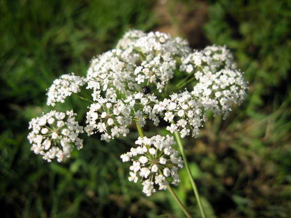 Water Hemlock
