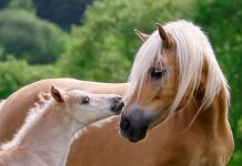 Webinar on Horse Breeds and Breed Registries