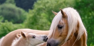 Webinar on Horse Breeds and Breed Registries