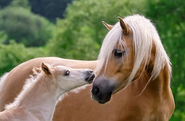 Webinar on Horse Breed Registries