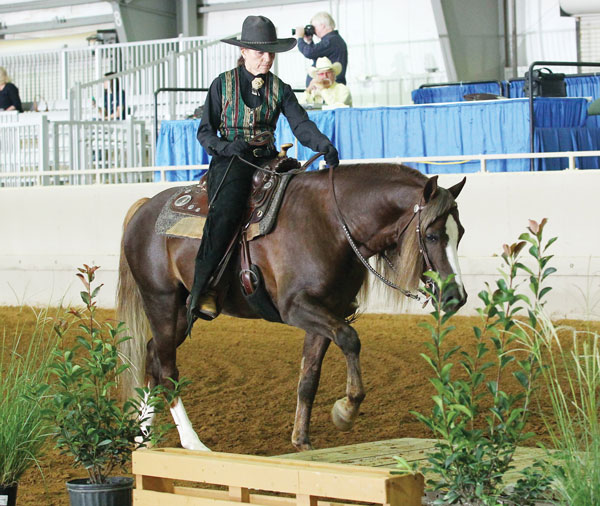Section B Welsh Pony