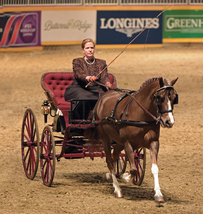 How to Choose a Driving Horse