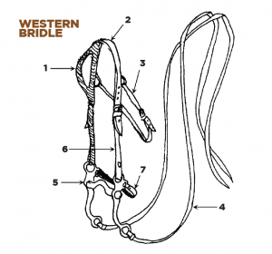 Parts of the English and Western Saddle and Bridle - Horse Illustrated