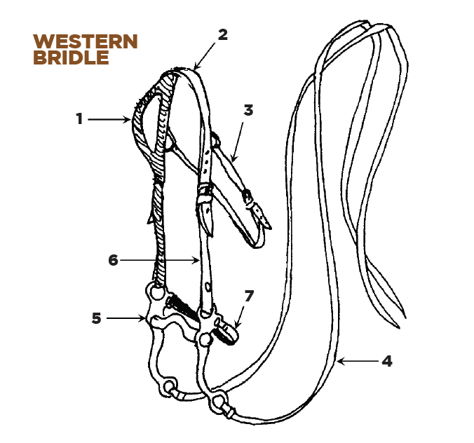 Parts of a Western Bridle