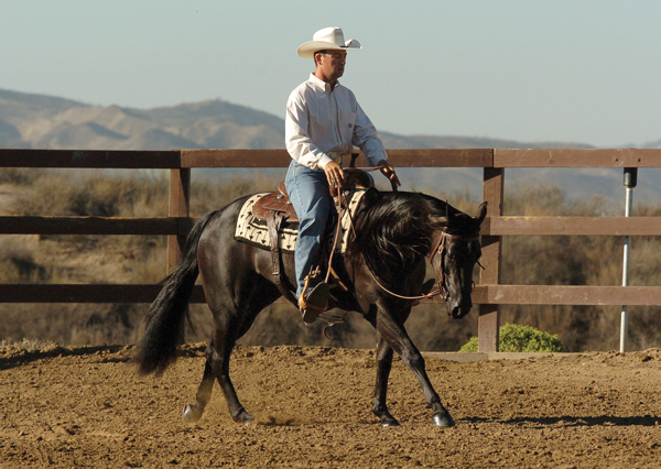 Western Rider