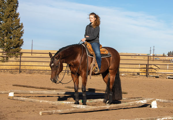 Western Horse Poles in a Square Box