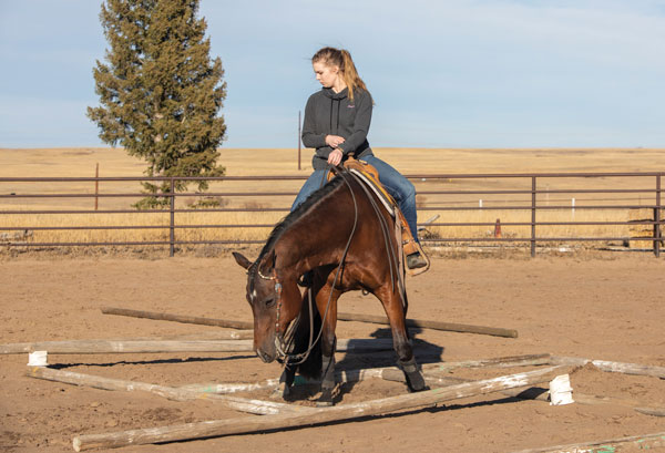 Western Horse Poles in a Square Box