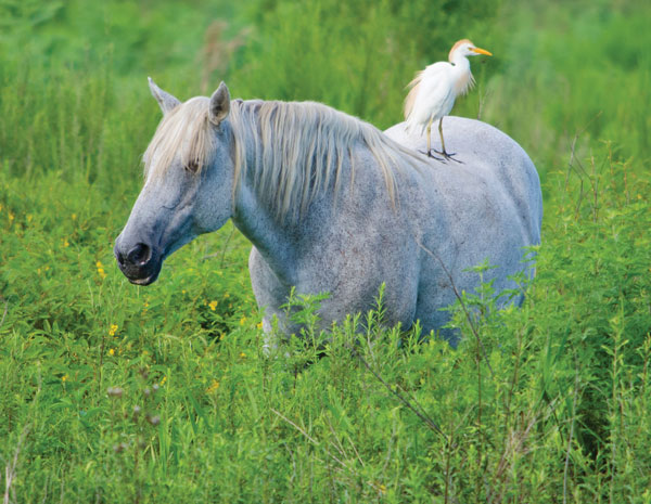 Birds Spread West Nile Virus