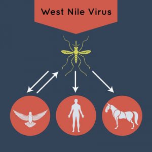 Warding Off West Nile: Protecting Your Horse from West Nile Virus