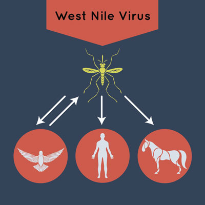 West Nile Virus Spread