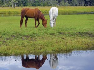 Horses by a Pond