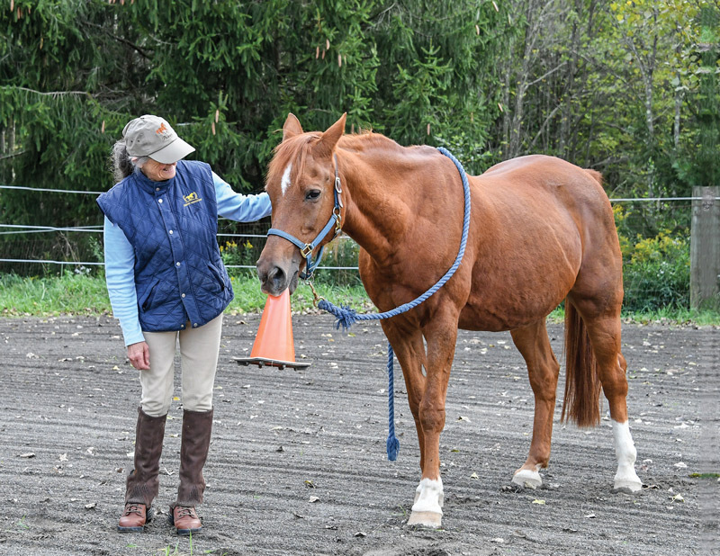 horse behavior from What Horses Really Want book