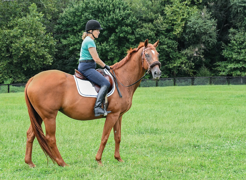 Balking Horse