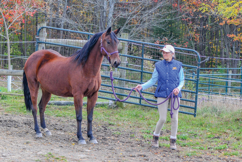 Leading a Horse