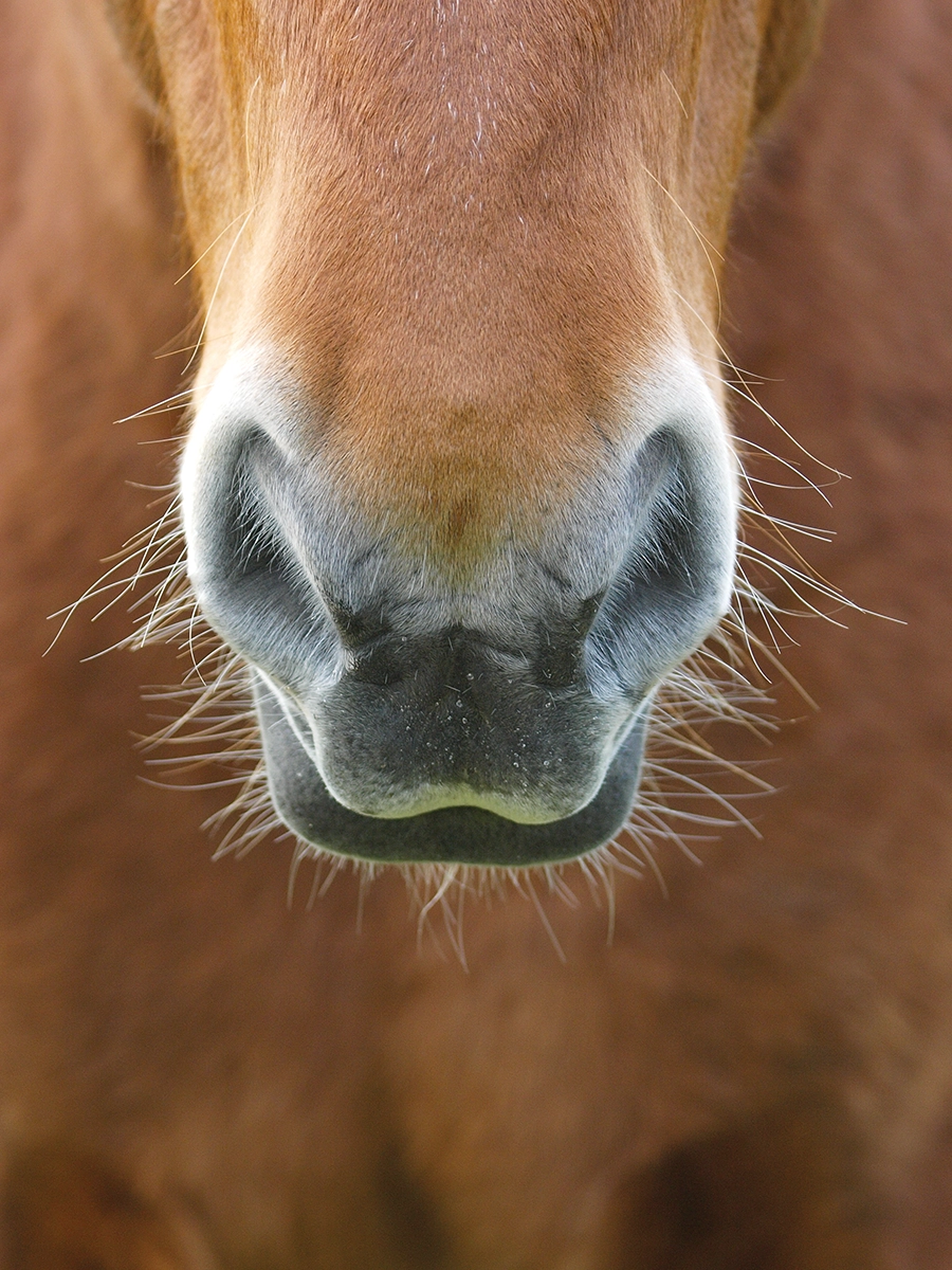 A horse's muzzle.