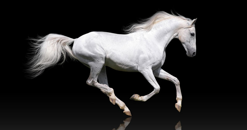 White Horse for Podcast