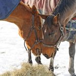 Winter Horse Nutrition Hay Blankets
