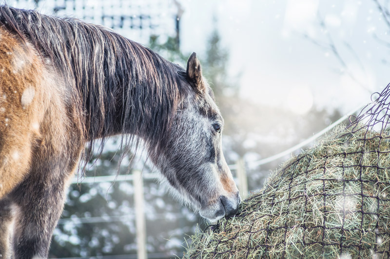 Winter Horse Nutrition - Horse Eating Hay