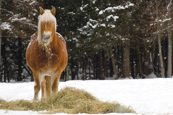 Winter Horse Nutrition - Horse Eating Hay
