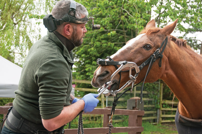 Horse dentistry