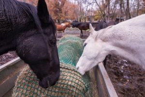 Winter Horse Nutrition - Horse Eating Hay