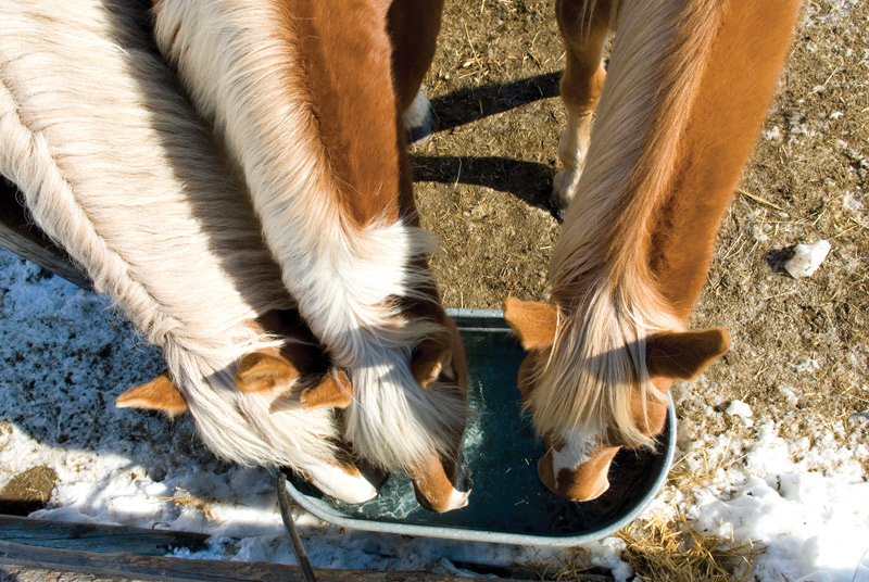 Horses drinking at water trough