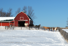 Winter on the Farm