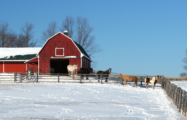 Winter on the Farm