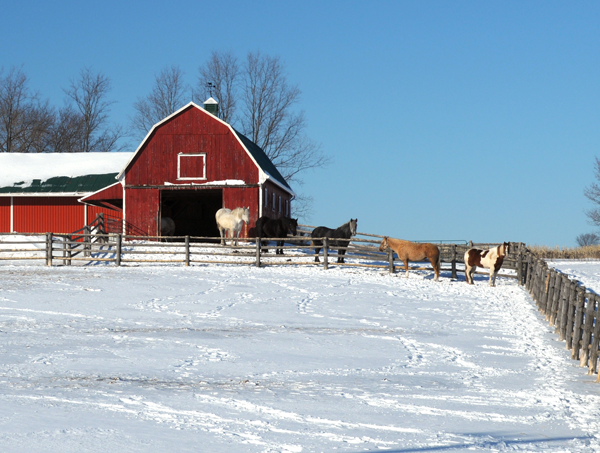 Winter on the Farm