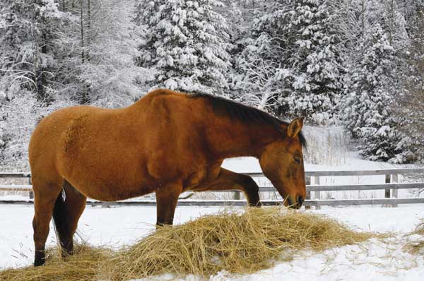 Feeding hay during winter