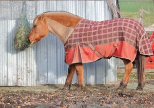 Horse with blanket in winter