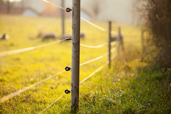 Wire Fence