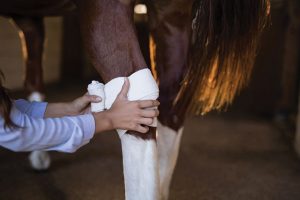 Wrapping injured horse leg.
