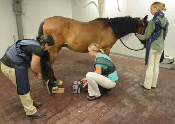 An x-ray is performed on a horse's foot