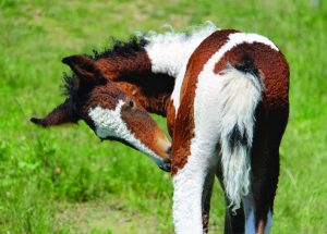 Bashkir Curly horse foal.