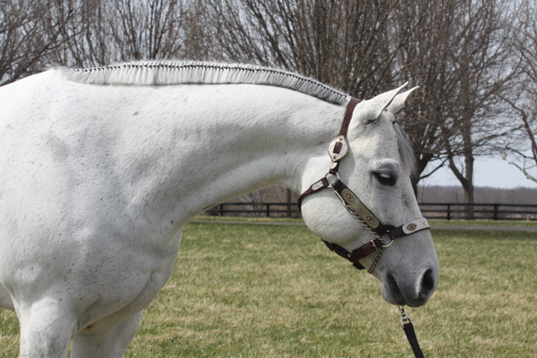 Banding a western horse