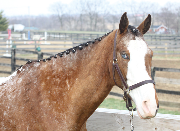 How to Braid a Horse Mane for Dressage, Jumpers, and Eventing