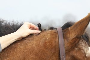 Start braiding at top of mane