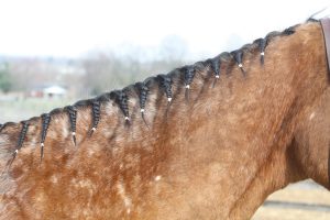 Braiding down the mane