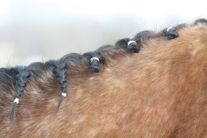 Pulling up braids on braided mane